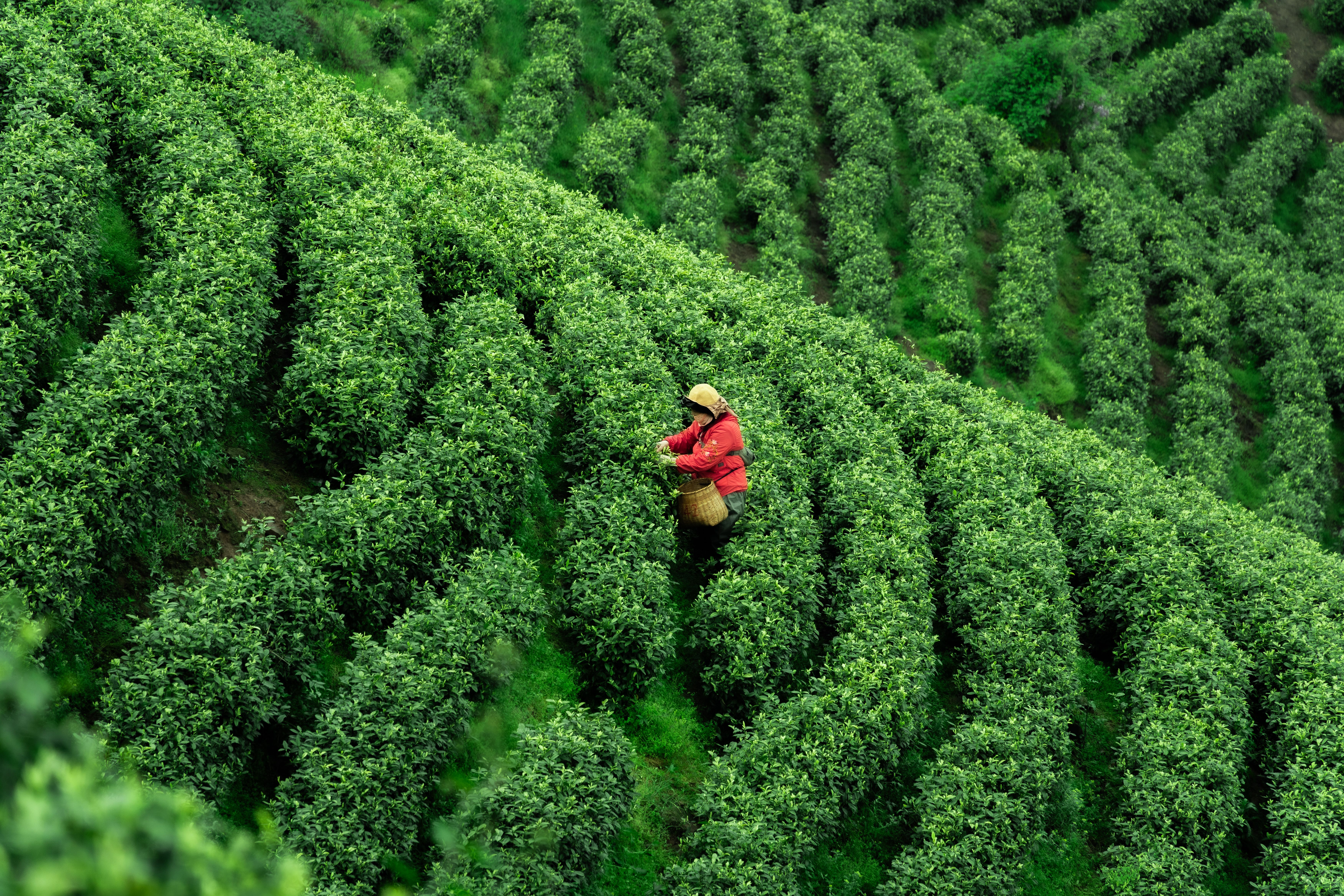 Kebun Teh PPTK Gambung