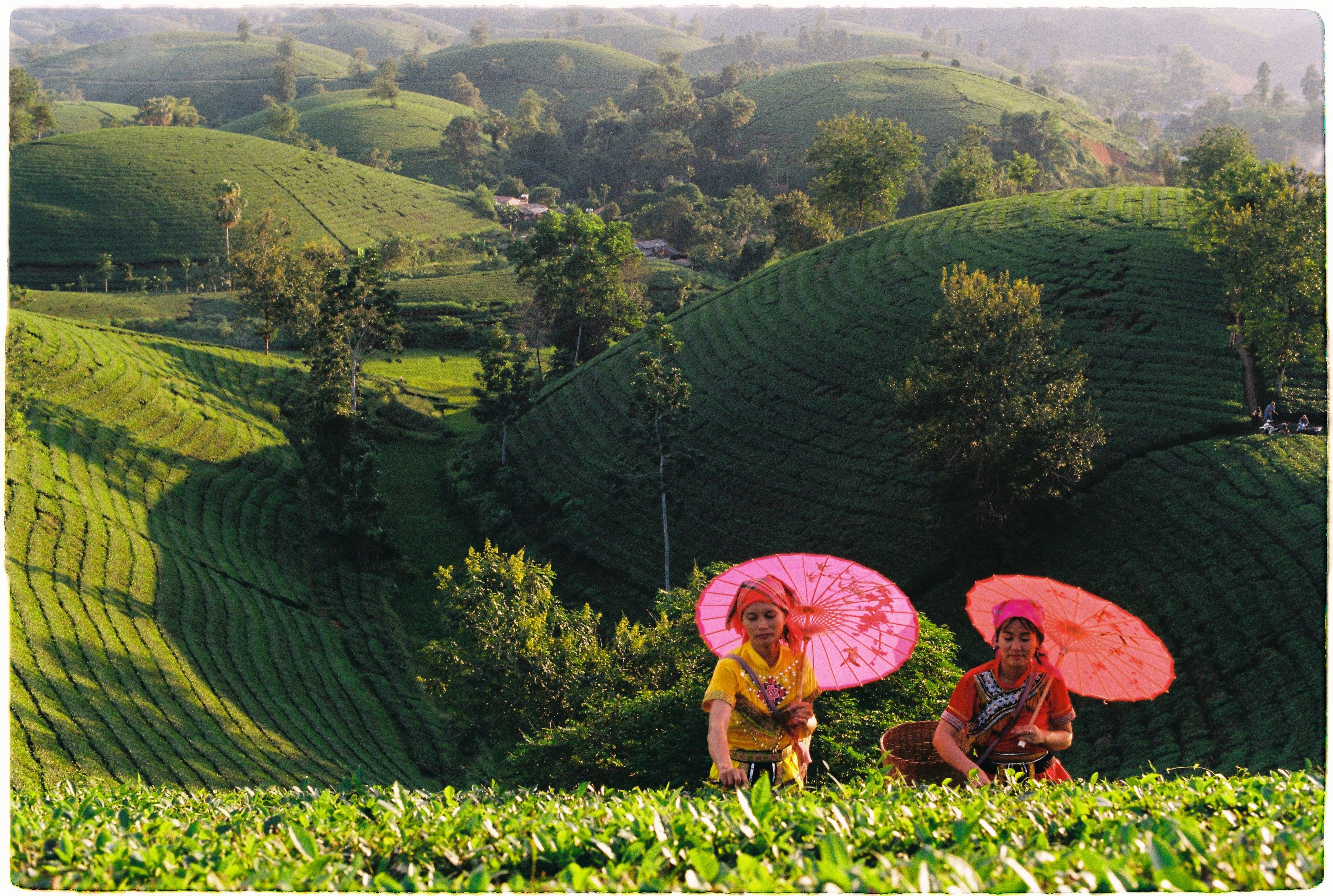 Dashboard Analytics