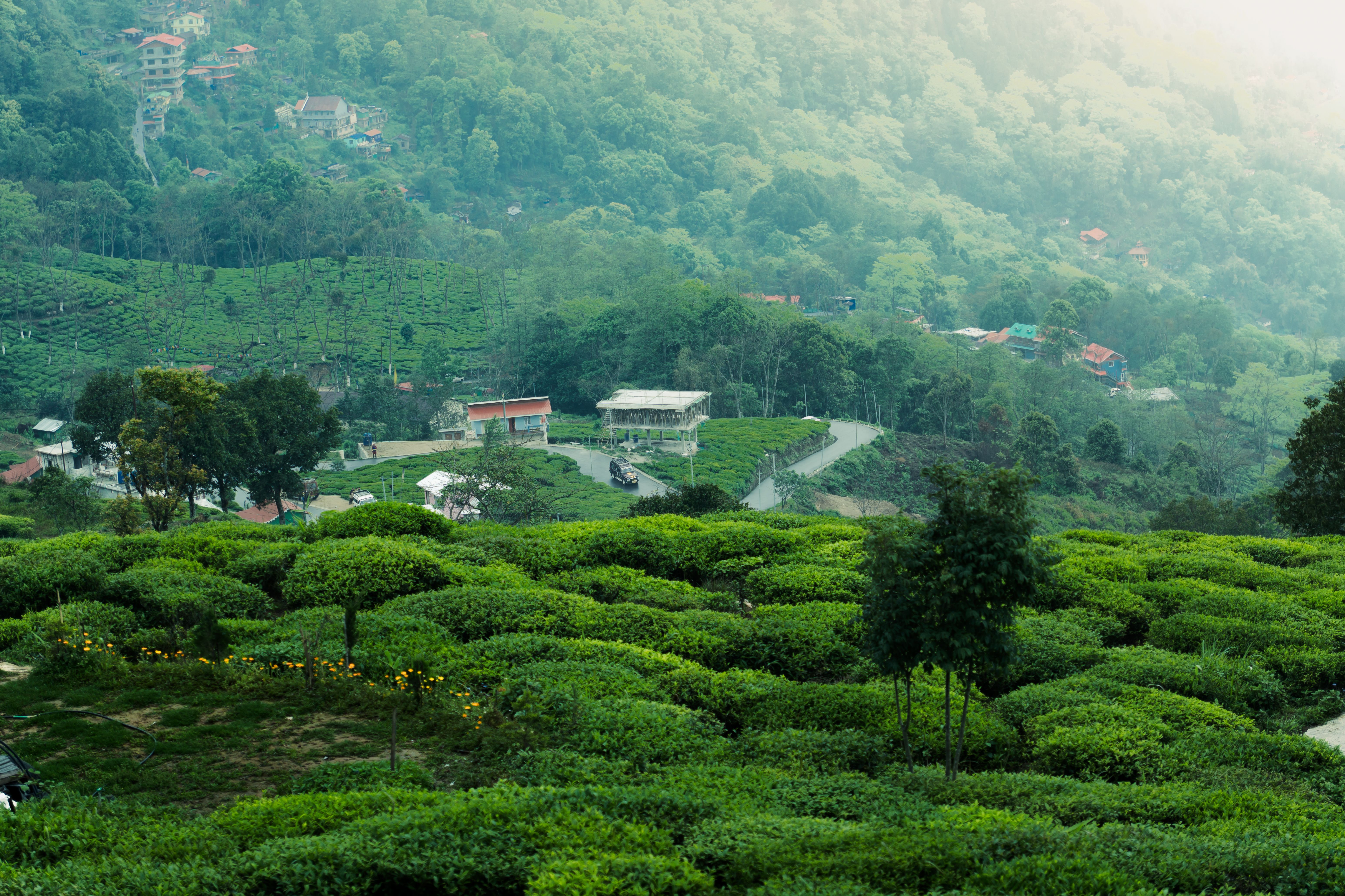 Kebun Kebun Teh Pagaralam
